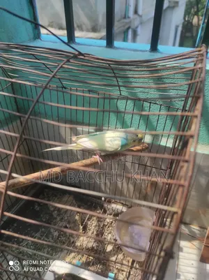 8 Budgies for Sale with Full Setup