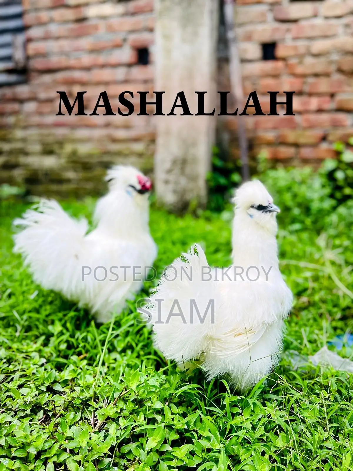 Foreign Chicken