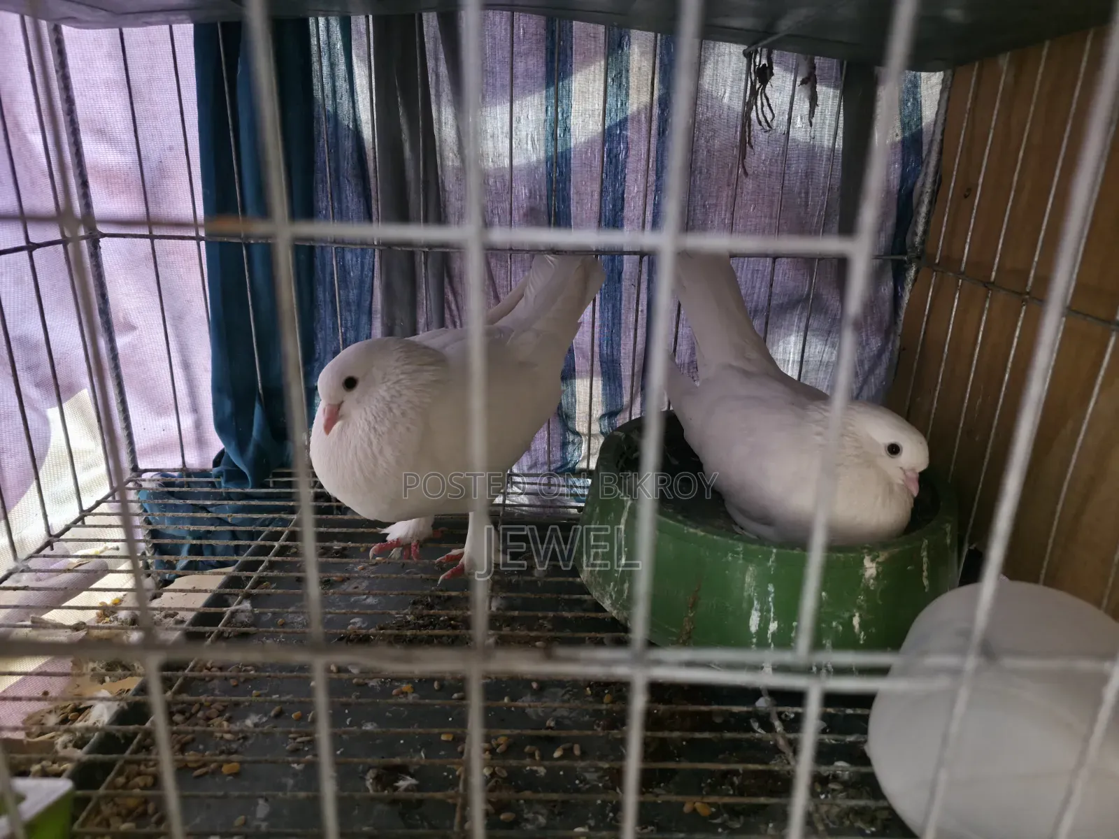 Pigeons for Sale