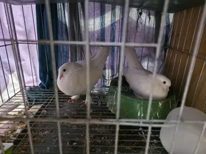 Pigeons for Sale