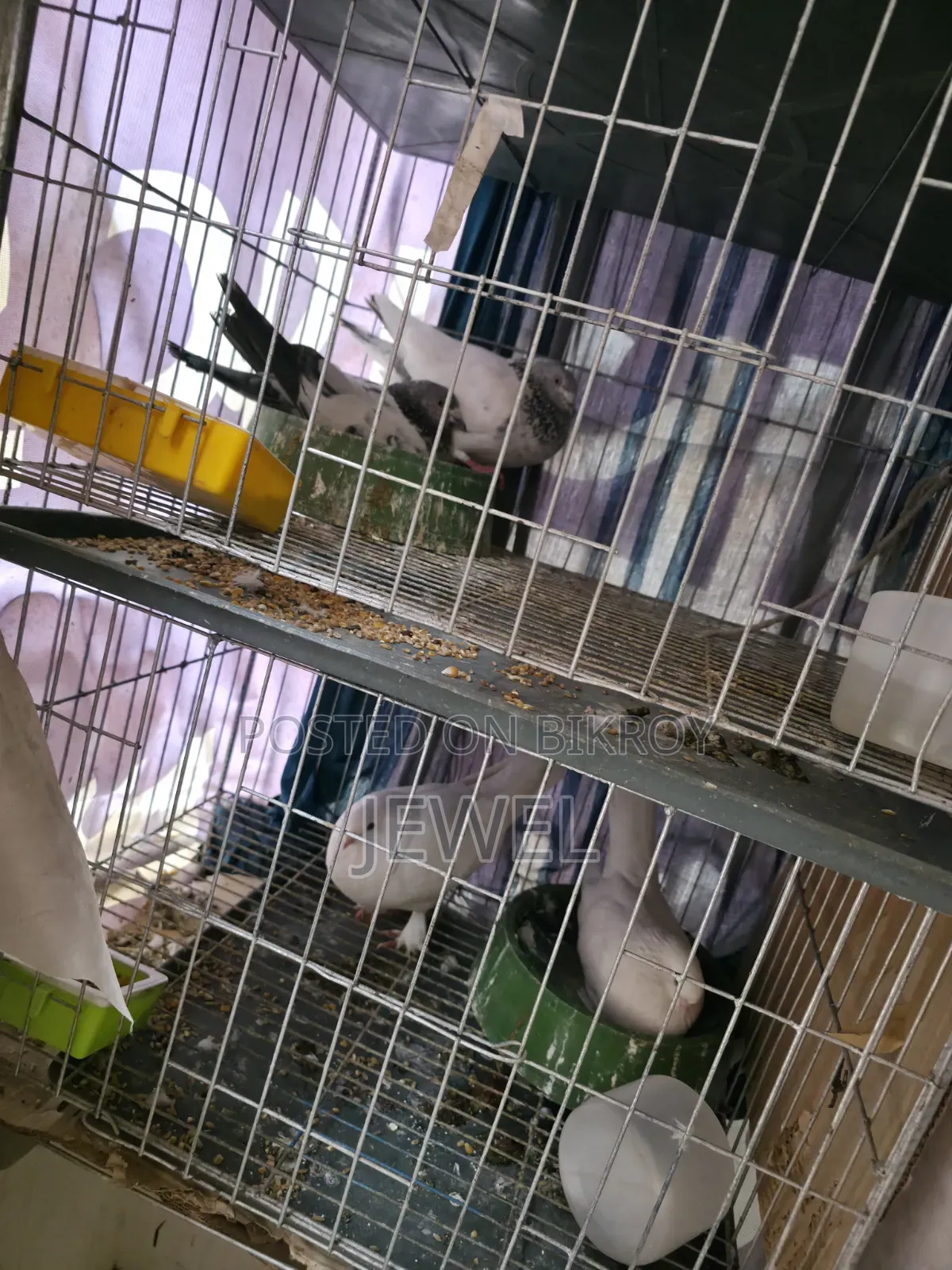 Pigeons for Sale