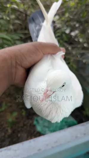বেনারস কালদম নড় Full Fresh বড় সাইজ