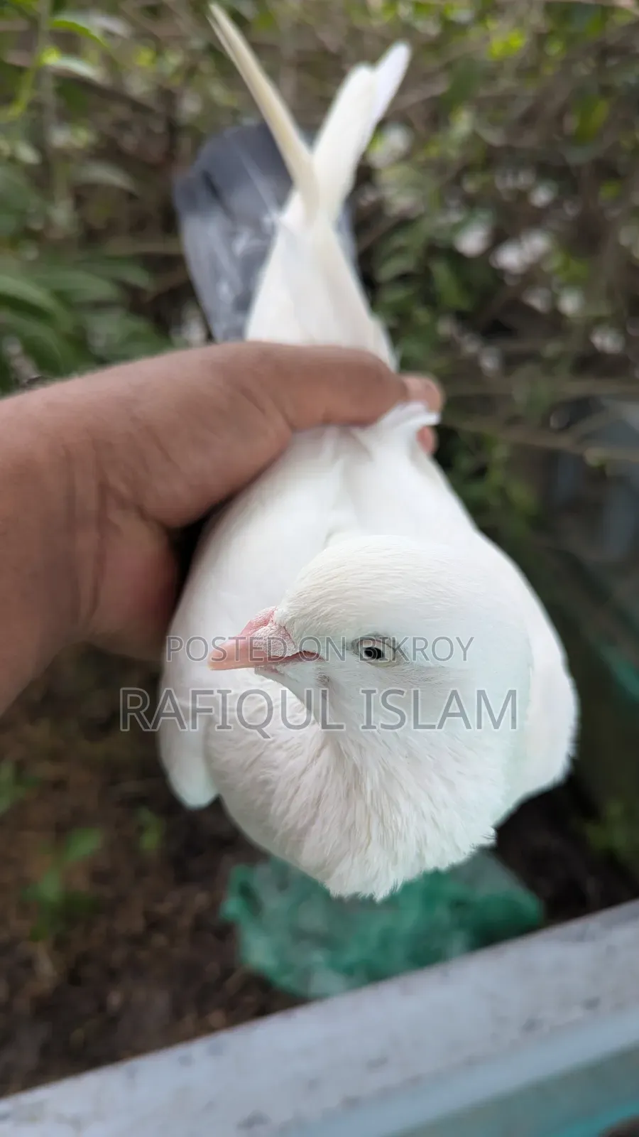 বেনারস কালদম নড় Full Fresh বড় সাইজ