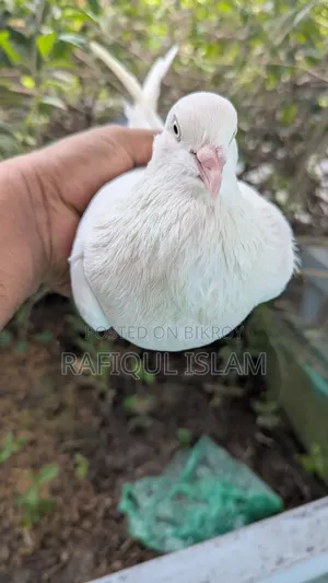 বেনারস কালদম নড় Full Fresh বড় সাইজ