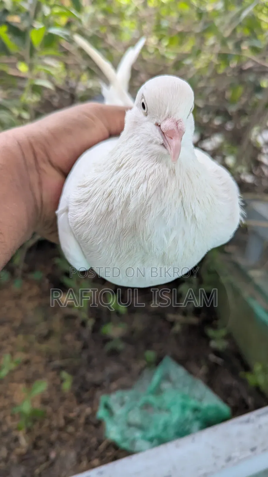 বেনারস কালদম নড় Full Fresh বড় সাইজ