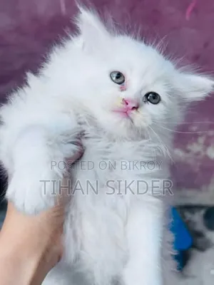 1-3 Months Female Purebred Persian