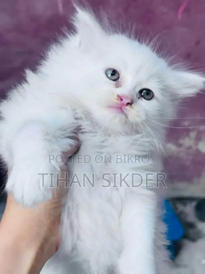 1-3 Months Female Purebred Persian