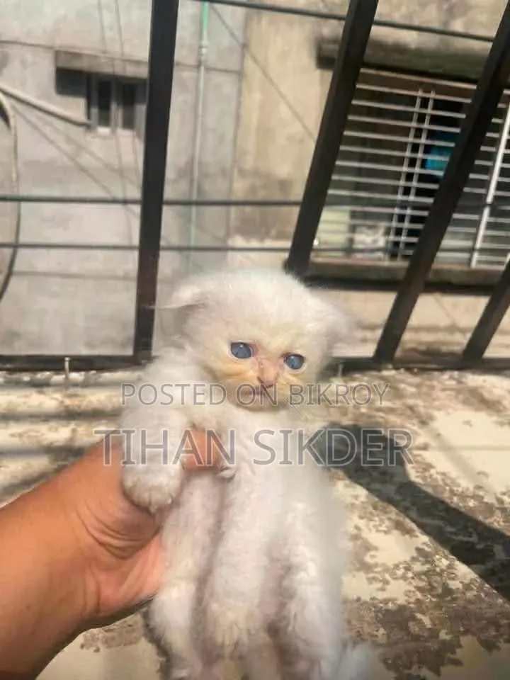 1-3 Months Female Purebred Persian