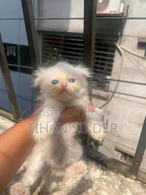 1-3 Months Female Purebred Persian