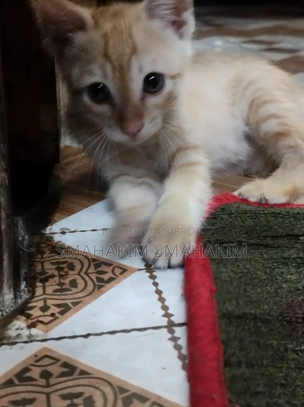 3-6 Months Male Mixed Breed Persian