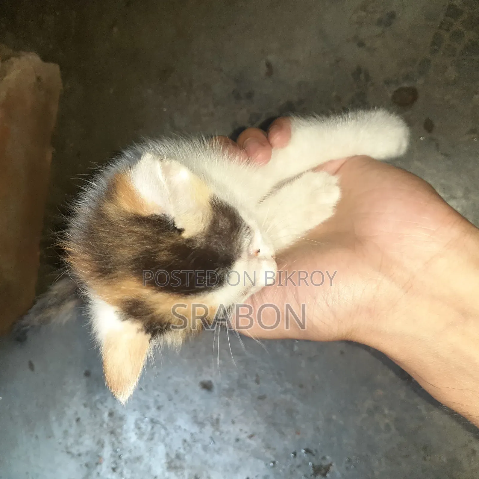 0-1 Month Female Mixed Breed Cat