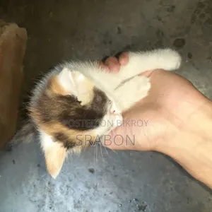 0-1 Month Female Mixed Breed Cat