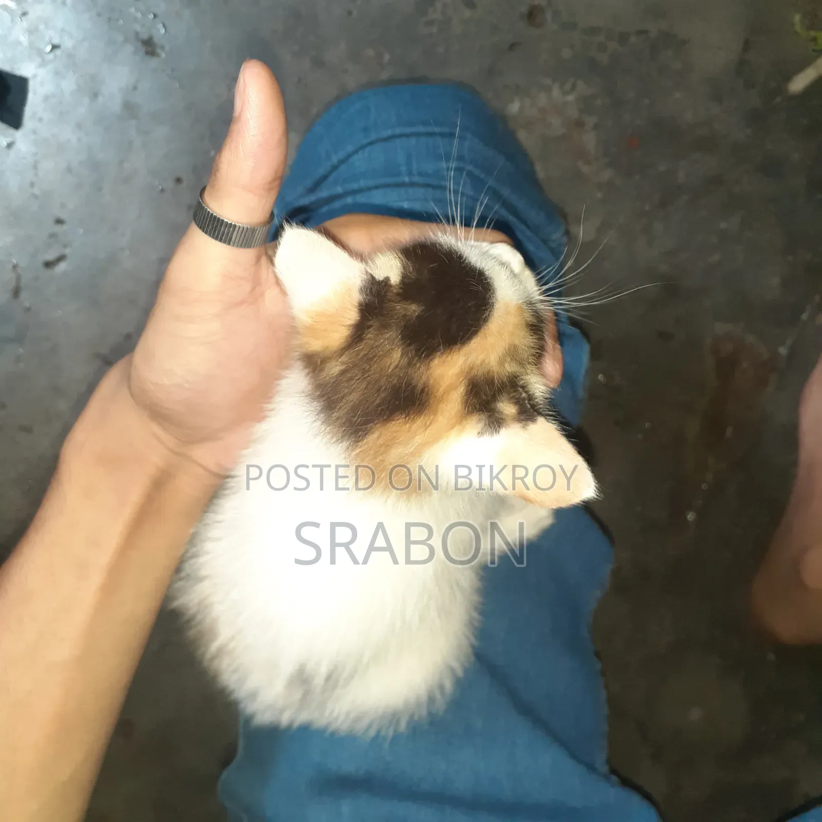 0-1 Month Female Mixed Breed Cat