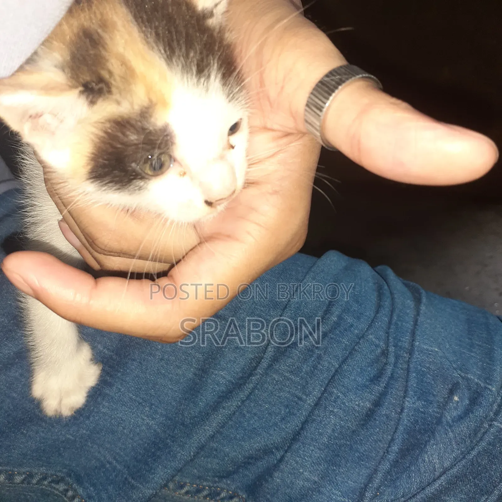 0-1 Month Female Mixed Breed Cat
