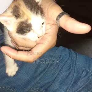 0-1 Month Female Mixed Breed Cat