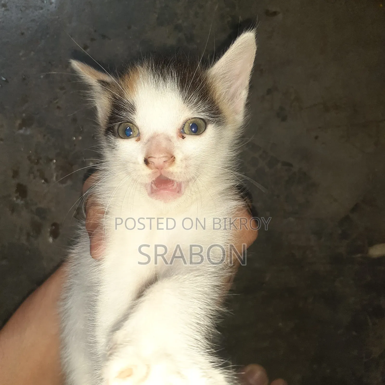 0-1 Month Female Mixed Breed Cat