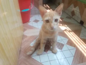 3-6 Months Male Mixed Breed Persian