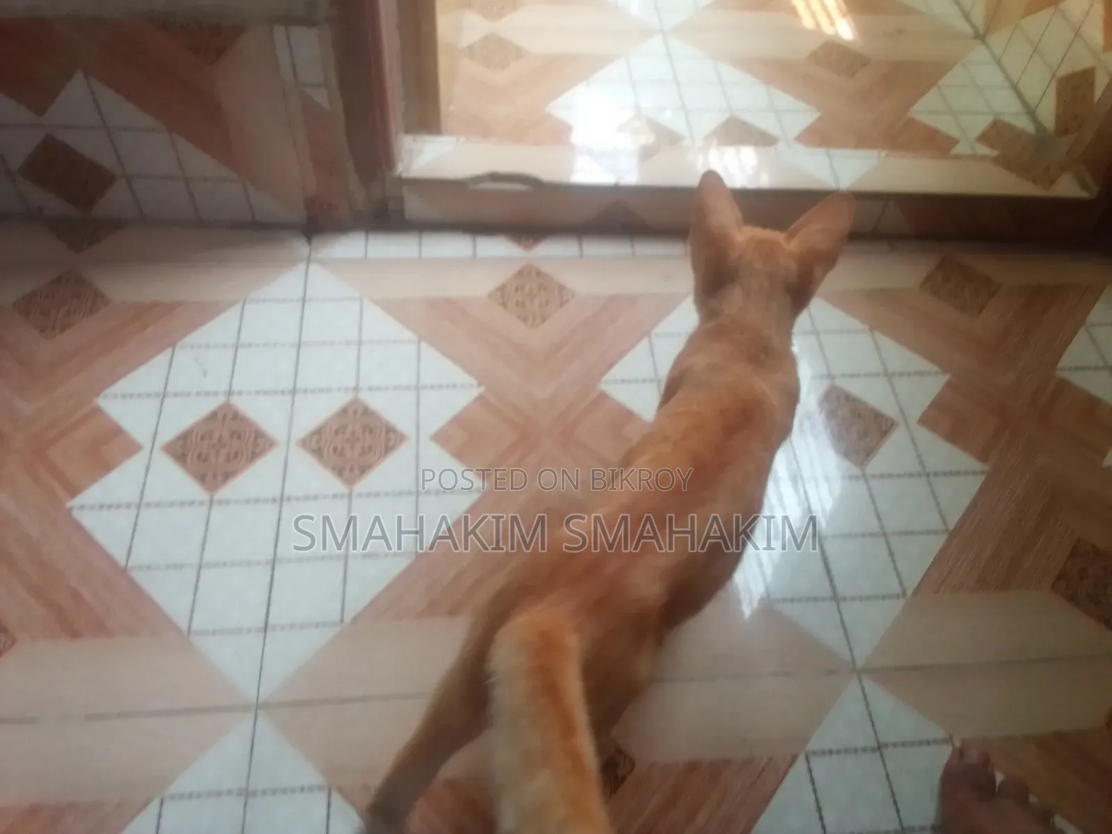 3-6 Months Male Mixed Breed Persian