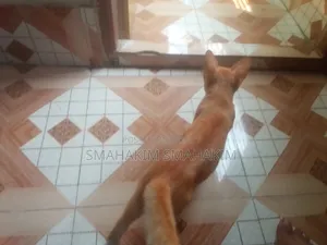 3-6 Months Male Mixed Breed Persian