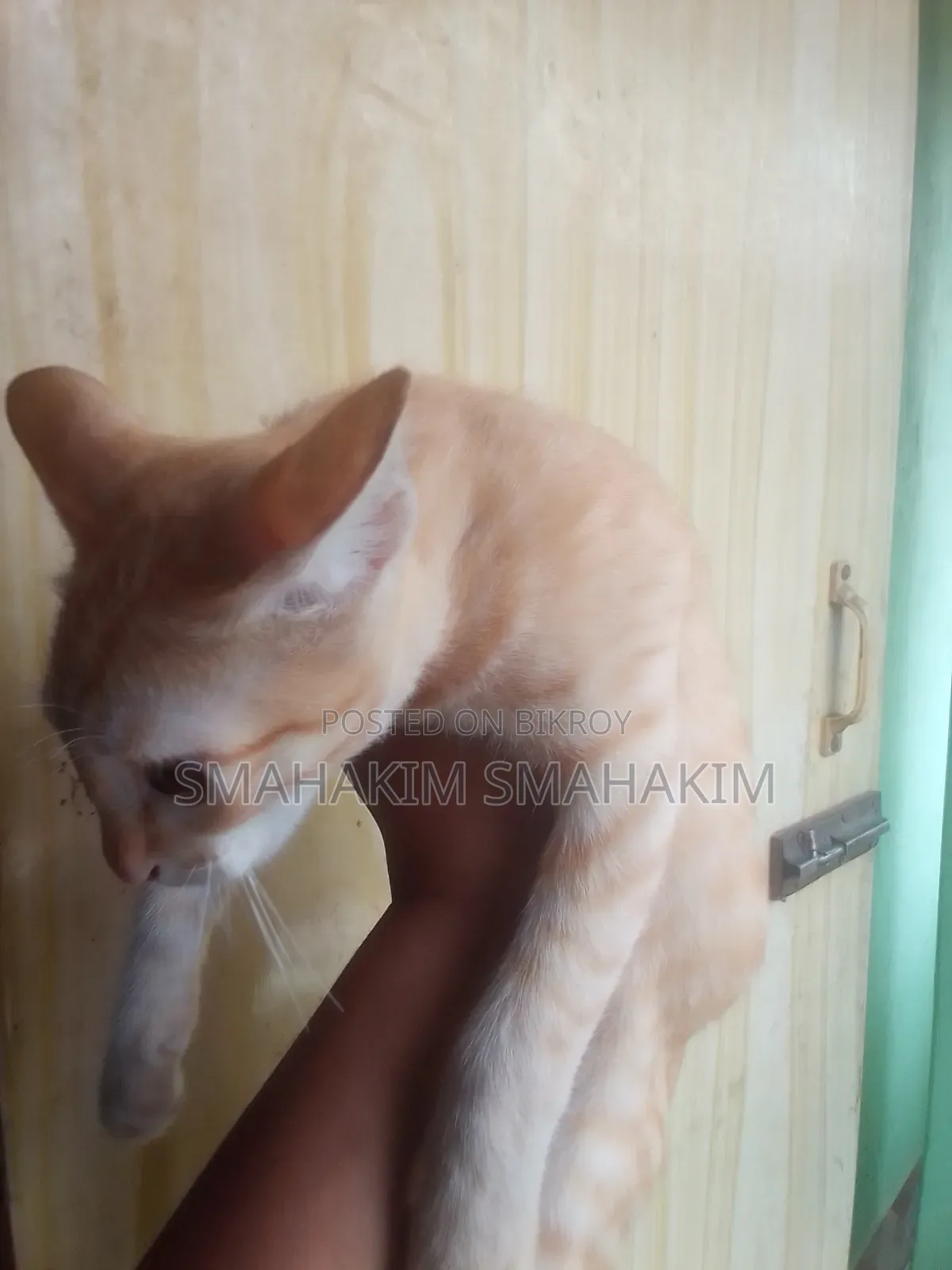3-6 Months Male Mixed Breed Persian