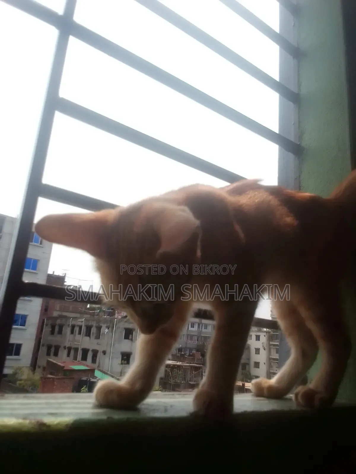 3-6 Months Male Mixed Breed Persian