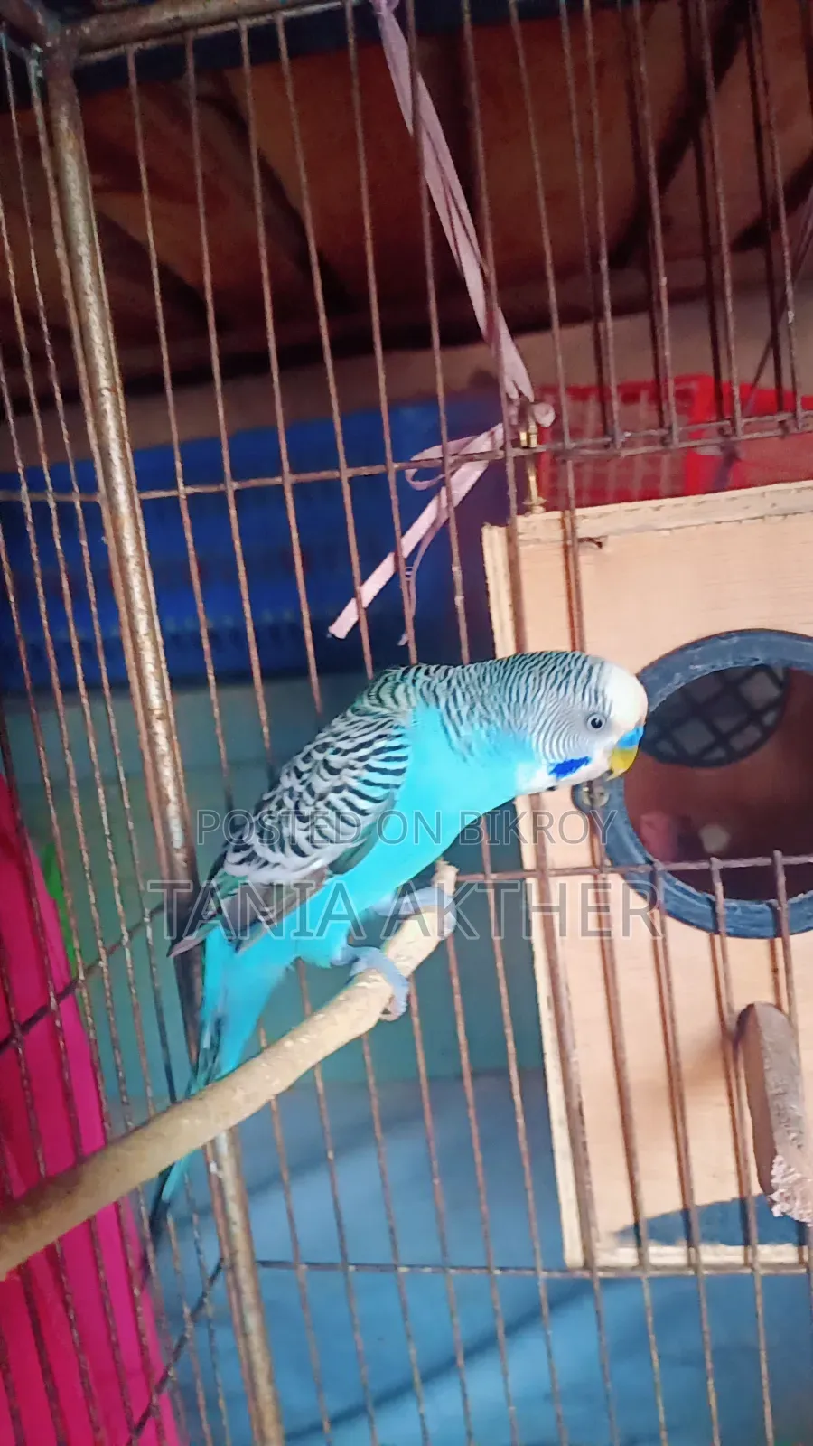 পুরুষ বাজরিগার