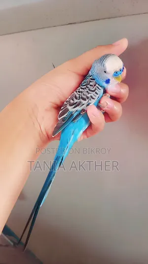 পুরুষ বাজরিগার