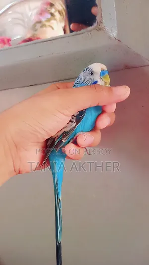 পুরুষ বাজরিগার