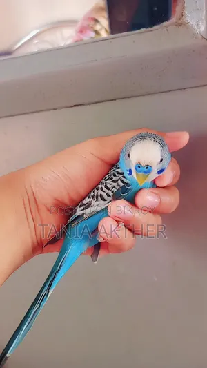 পুরুষ বাজরিগার