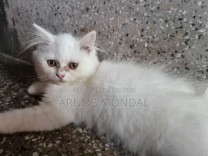 1-3 Months Male Purebred Persian