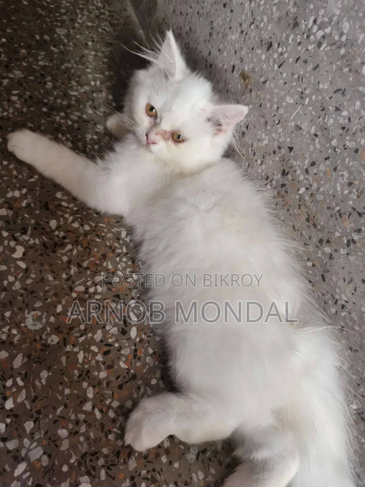 1-3 Months Male Purebred Persian