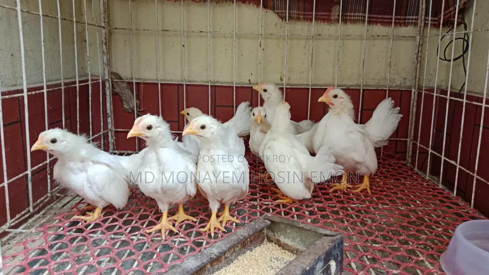 White Tail Japanese Bantam babies available, 1+ month old, let me know if interested.