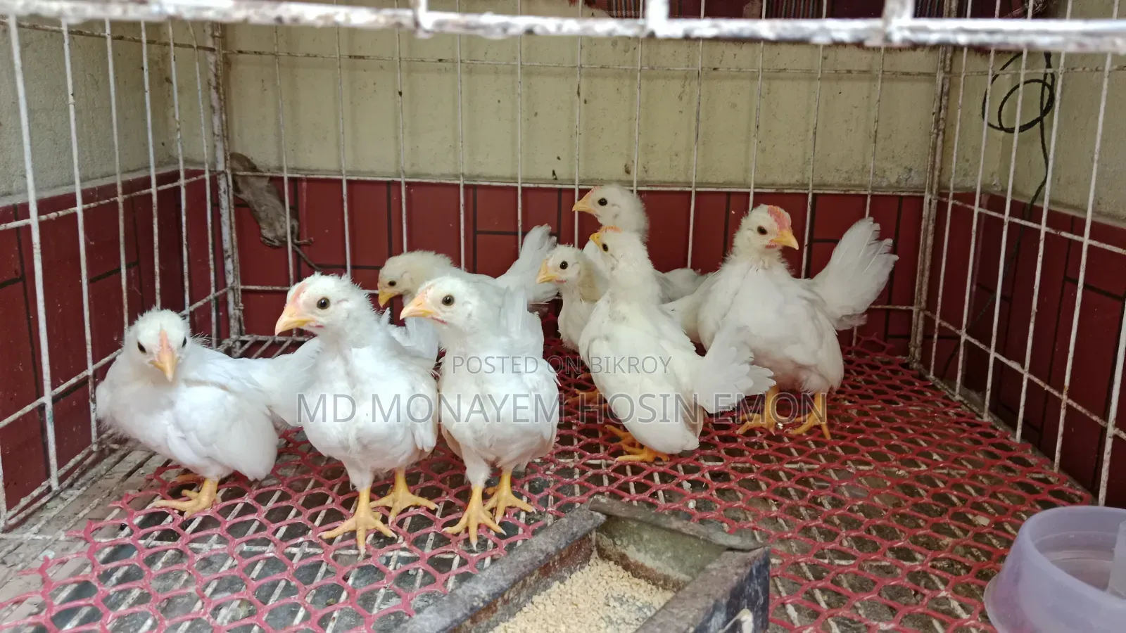 White Tail Japanese Bantam babies available, 1+ month old, let me know if interested.