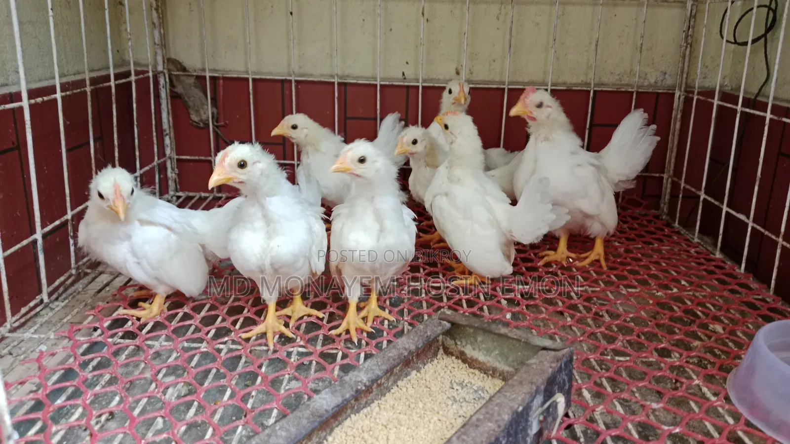White Tail Japanese Bantam babies available, 1+ month old, let me know if interested.