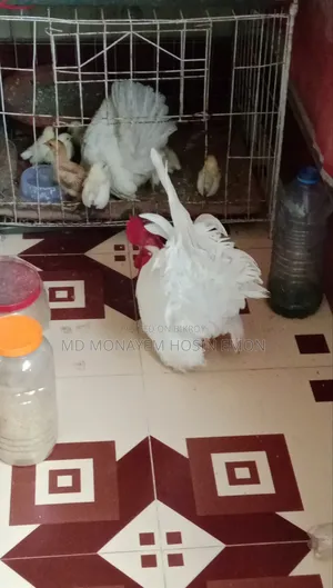 White Tail Japanese Bantam babies available, 1+ month old, let me know if interested.