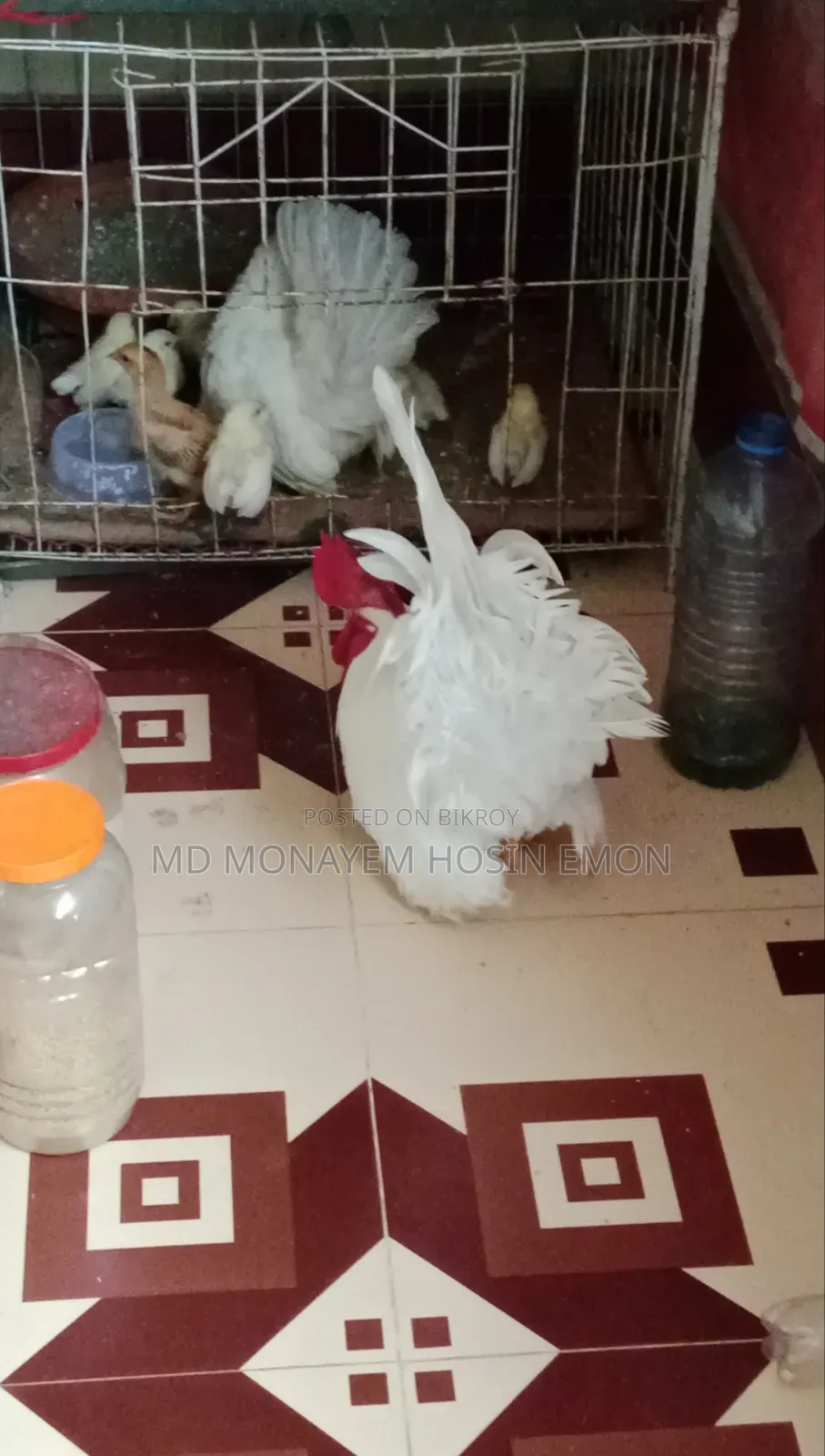 White Tail Japanese Bantam babies available, 1+ month old, let me know if interested.