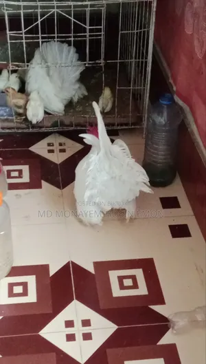 White Tail Japanese Bantam babies available, 1+ month old, let me know if interested.