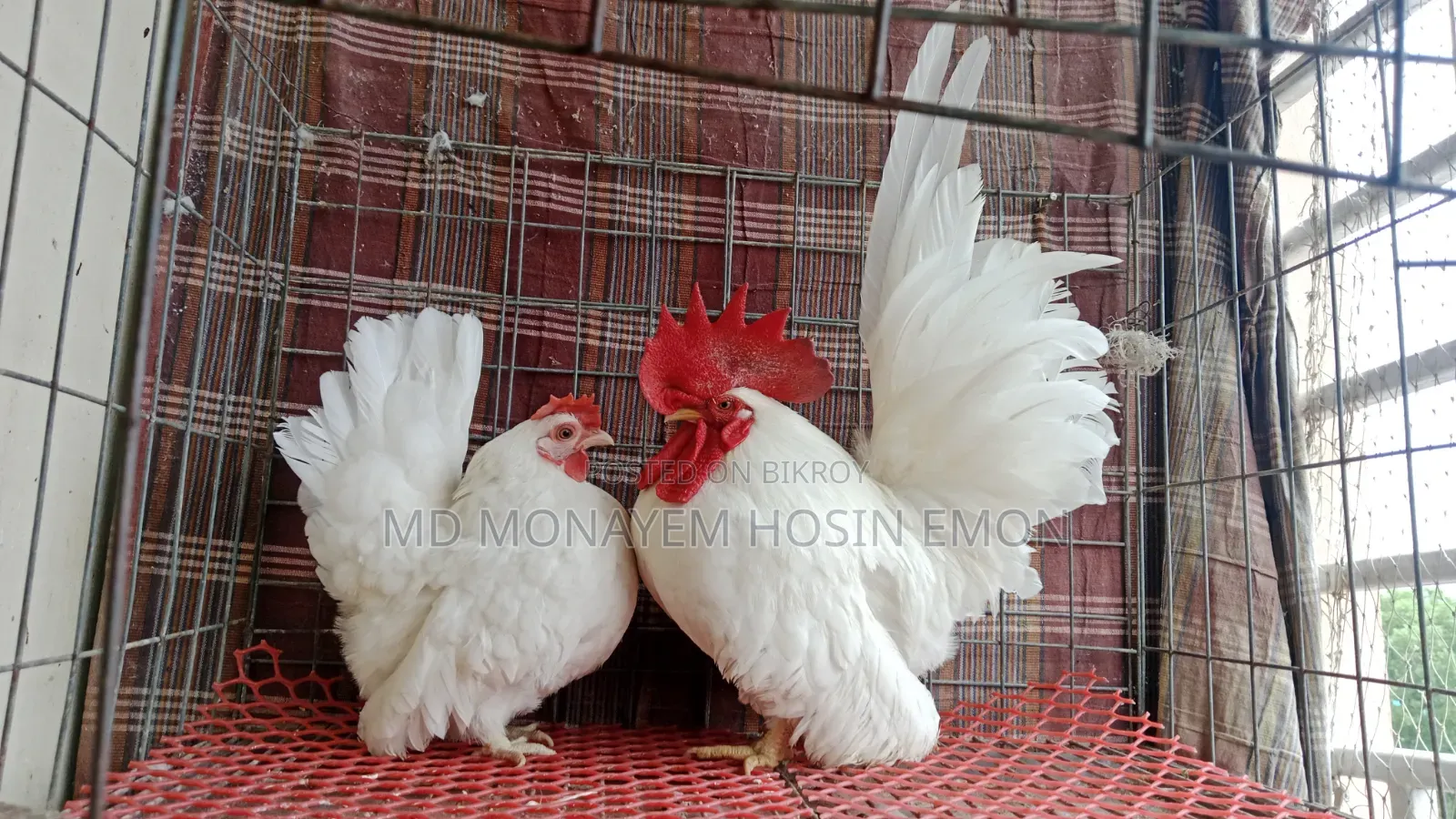 White Tail Japanese Bantam babies available, 1+ month old, let me know if interested.