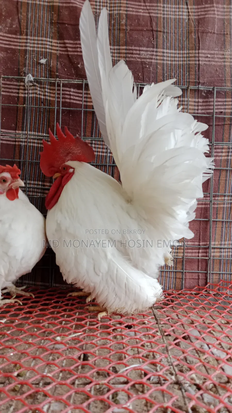 White Tail Japanese Bantam babies available, 1+ month old, let me know if interested.