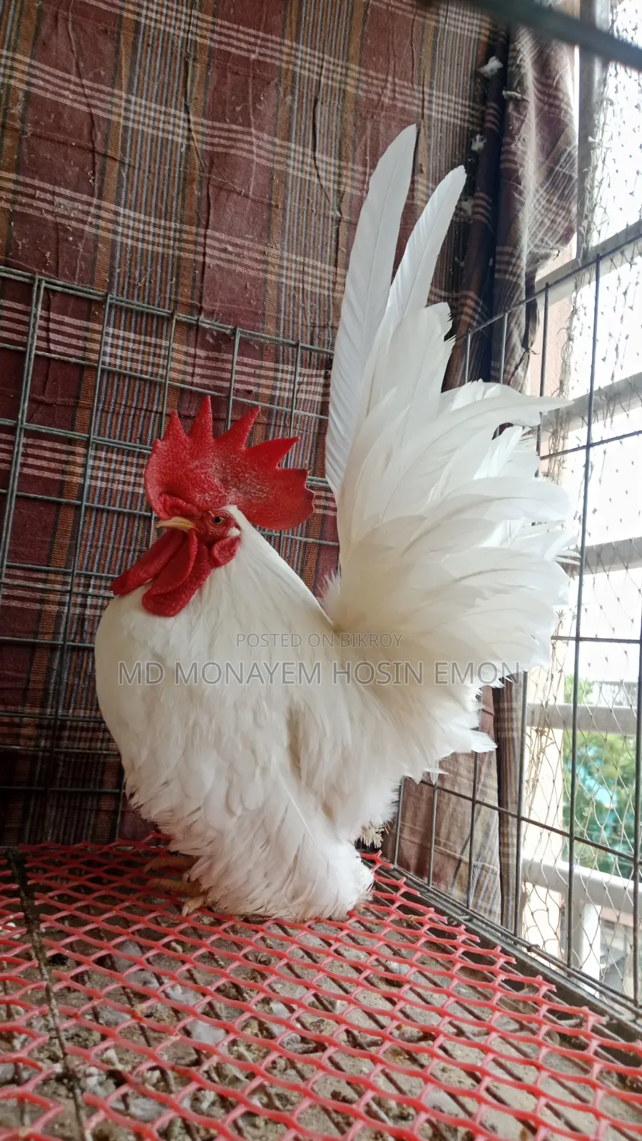 White Tail Japanese Bantam babies available, 1+ month old, let me know if interested.