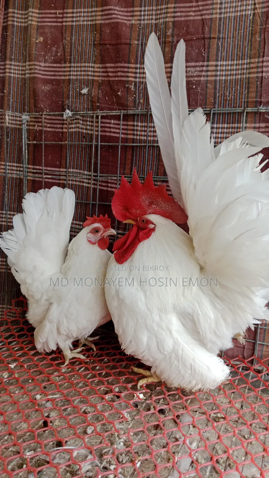 White Tail Japanese Bantam babies available, 1+ month old, let me know if interested.