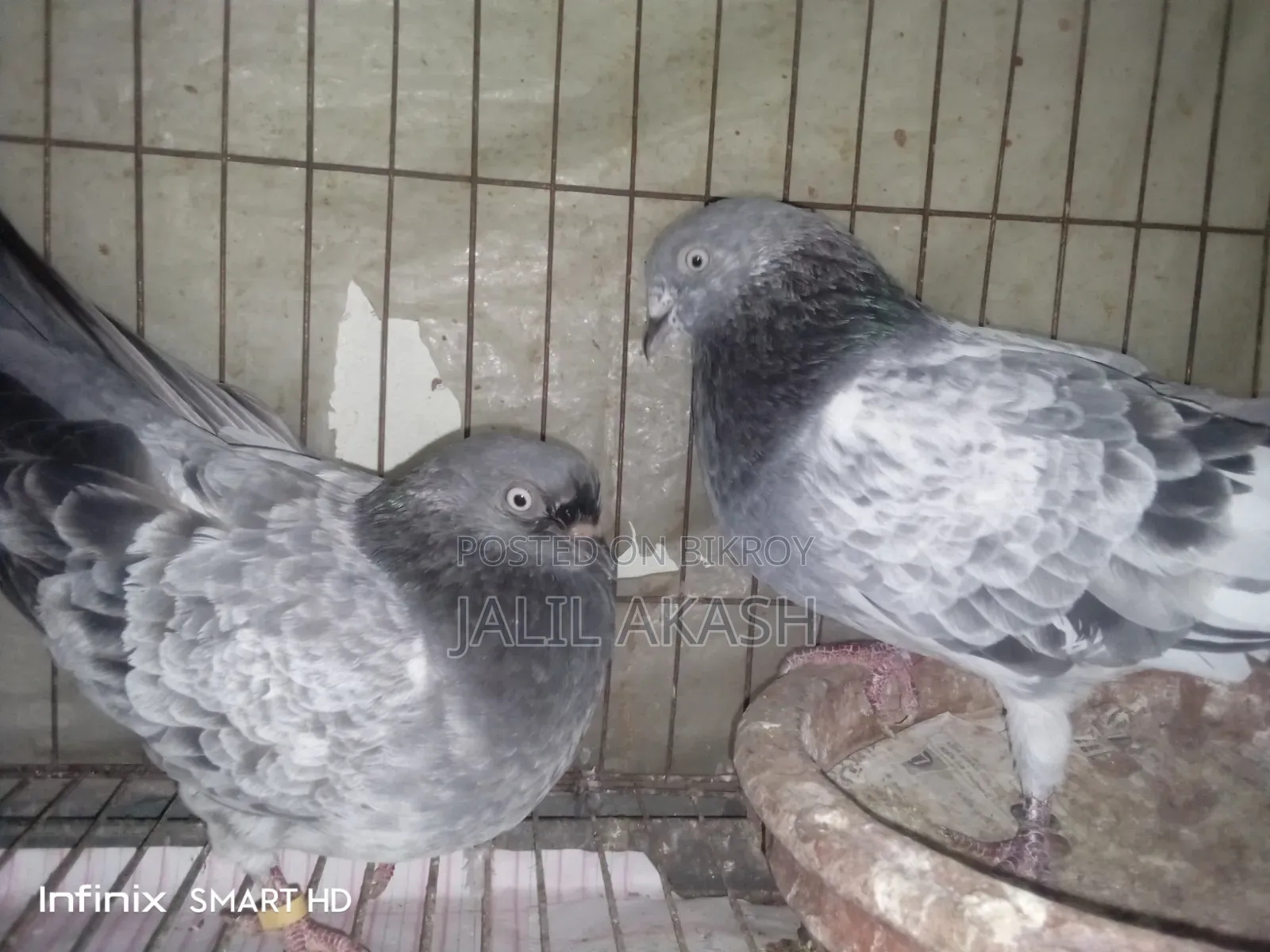 বাঘা গ্রিবাজ রানিং জোড়া