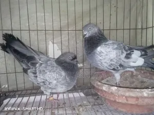 বাঘা গ্রিবাজ রানিং জোড়া