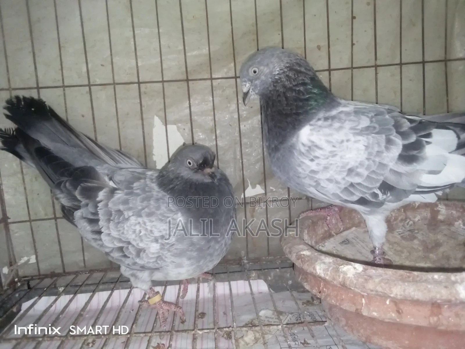 বাঘা গ্রিবাজ রানিং জোড়া