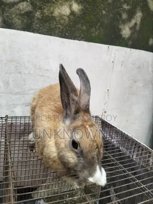 Male Female