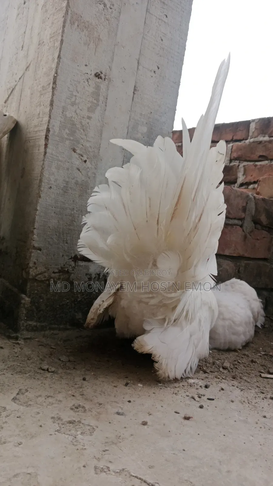 রানিং হোয়াইট টেল জাপানিজ বেনটাম মুরগি ডিমবাচ্চা গ্যারান্টি সেলপোস্ট