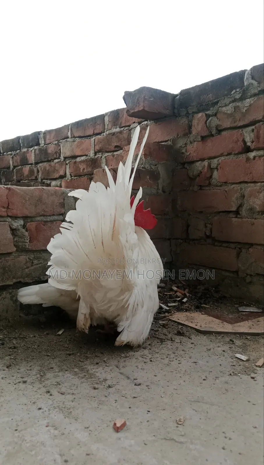 রানিং হোয়াইট টেল জাপানিজ বেনটাম মুরগি ডিমবাচ্চা গ্যারান্টি সেলপোস্ট