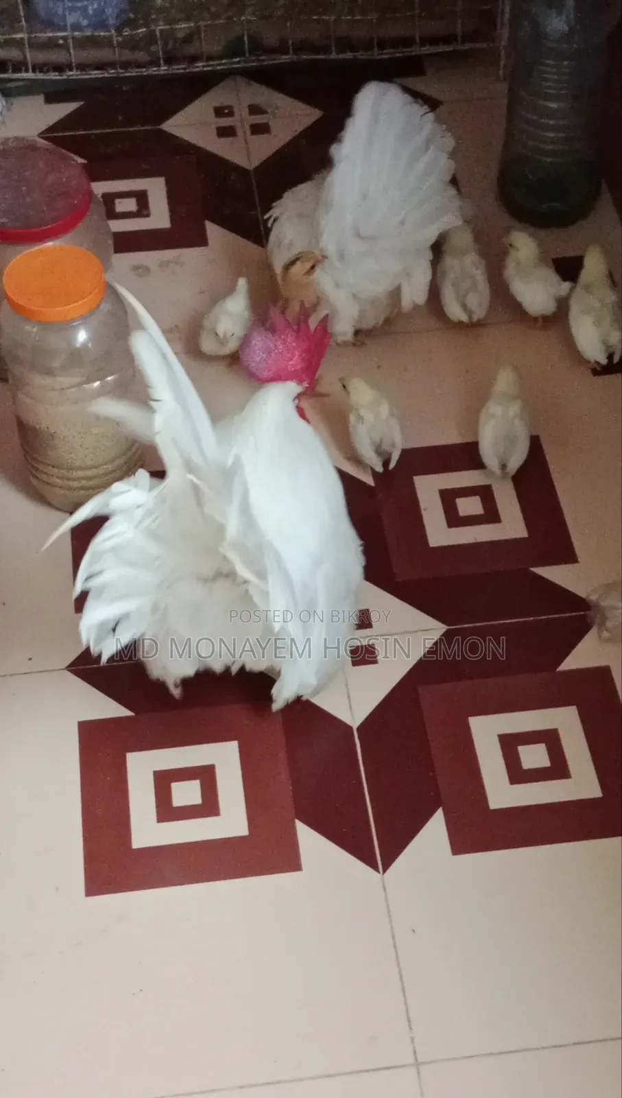 রানিং হোয়াইট টেল জাপানিজ বেনটাম মুরগি ডিমবাচ্চা গ্যারান্টি সেলপোস্ট