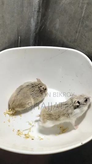 ডোয়ার্ফ হ্যামস্টার অ্যাডাল্ট জোড়া