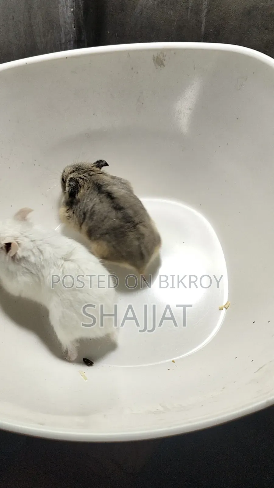 ডোয়ার্ফ হ্যামস্টার অ্যাডাল্ট জোড়া